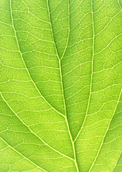 Зелений лист зі смужками крупним планом — стокове фото