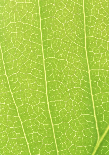 Hoja verde con tiras de primer plano — Foto de Stock