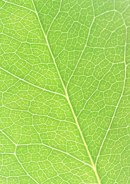 Groene blad met stroken close-up — Stockfoto