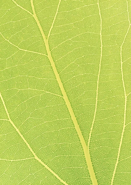 Groene blad met stroken close-up — Stockfoto