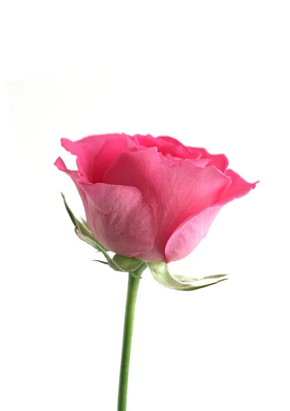 Pojedynczy kwiat różowy róża — Zdjęcie stockowe