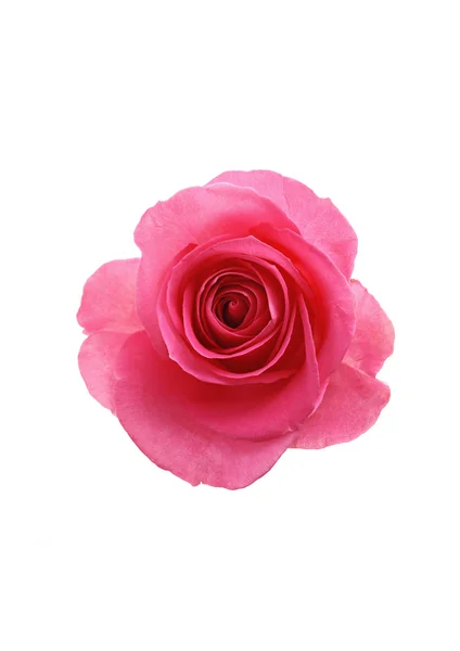 Blume rote Rose — Stockfoto