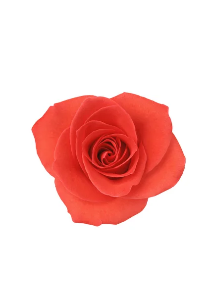 Kwiat czerwona róża — Zdjęcie stockowe