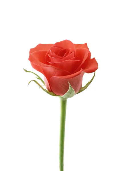Pojedynczy kwiat czerwona róża — Zdjęcie stockowe