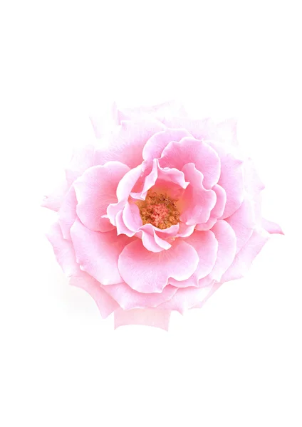 单粉色花 — 图库照片