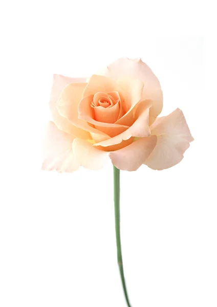 Światło żółty kwiat róży — Zdjęcie stockowe