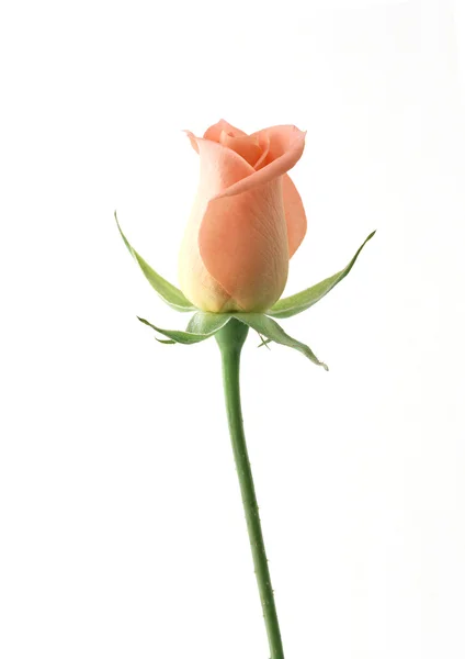 花橙玫瑰 — 图库照片
