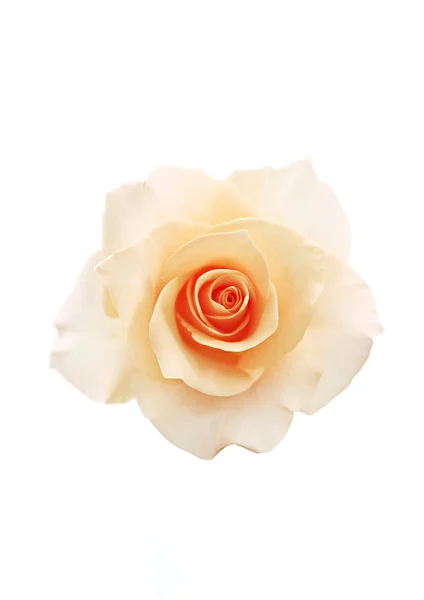 Światło żółty kwiat róży — Zdjęcie stockowe