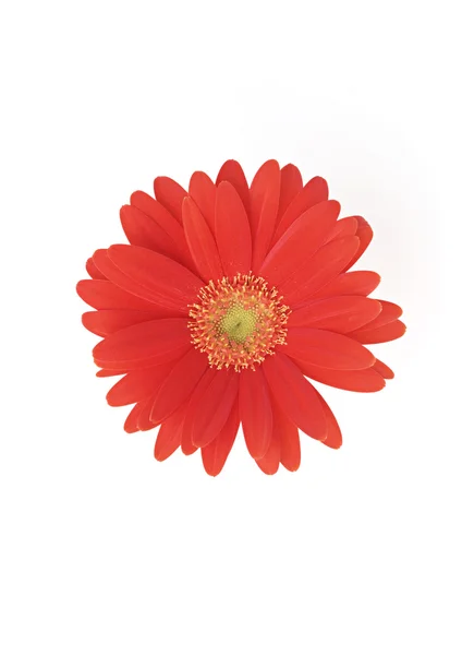 Piros napraforgó virág — Stock Fotó