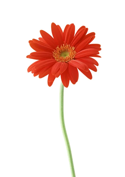 Piros napraforgó virág — Stock Fotó