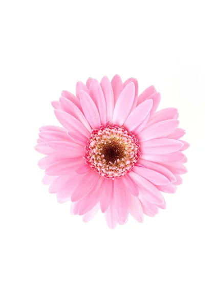 Rózsaszín napraforgó virág — Stock Fotó