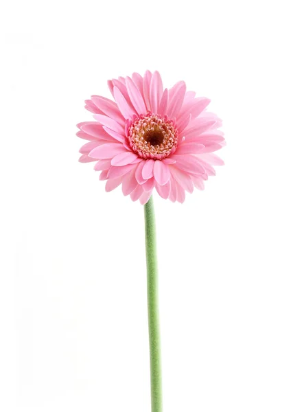Rózsaszín napraforgó virág — Stock Fotó