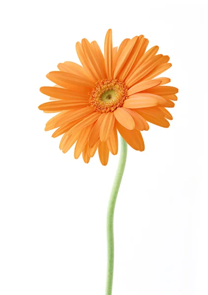 Orange Sonnenblume blumig — Stockfoto