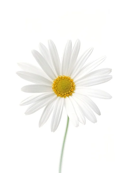 Fehér napraforgó virág — Stock Fotó