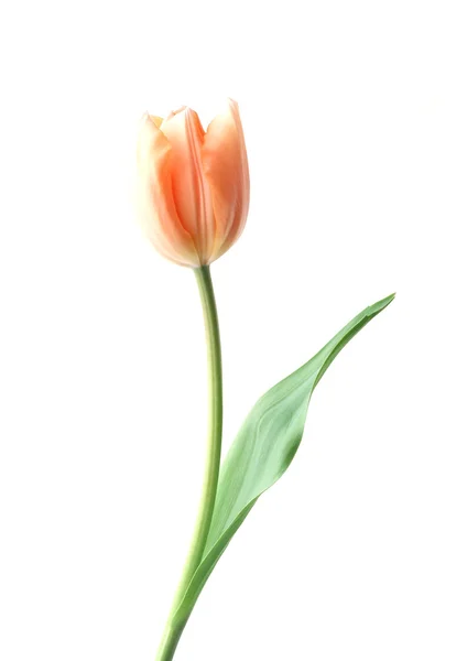Oranje rose bloem — Stockfoto