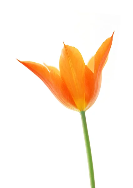 Een oranje flora — Stockfoto