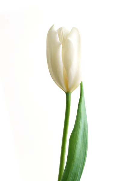 Eine weiße Flora mit grünem Blatt — Stockfoto
