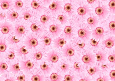 Pembe ayçiçeği floras dokulu arka plan