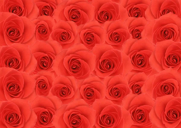 Czerwona róża kwiaty teksturowanej tło — Zdjęcie stockowe