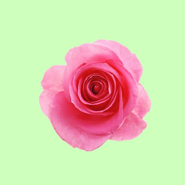 Flower pink rose on the mint green background — Stock Photo, Image