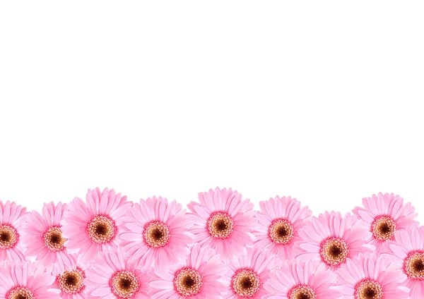 Rózsaszín napraforgó floras — Stock Fotó