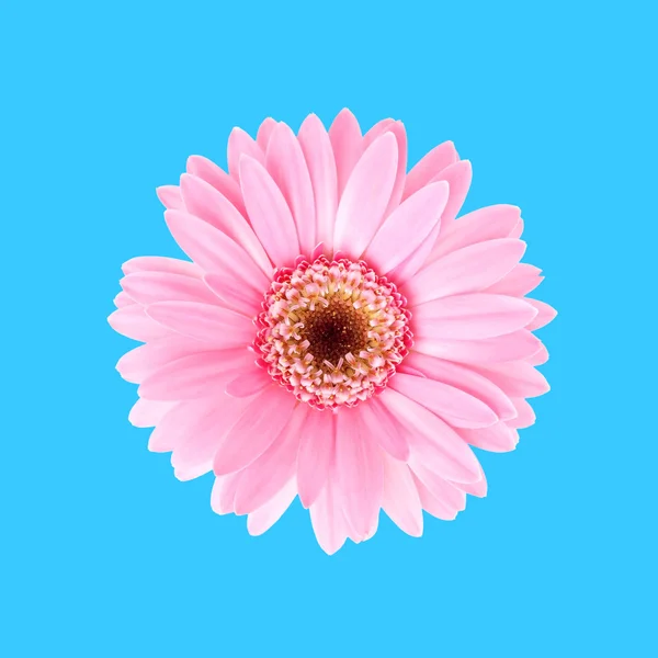Növény Pink napraforgó — Stock Fotó
