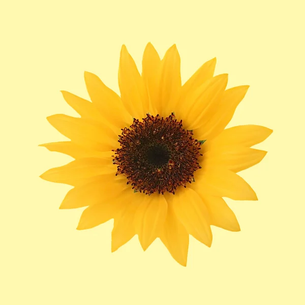 Sárga napraforgó virág — Stock Fotó