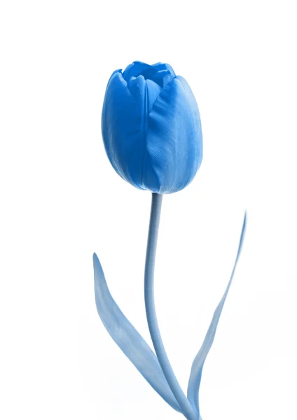 Enkele blauw roze bloem — Stockfoto