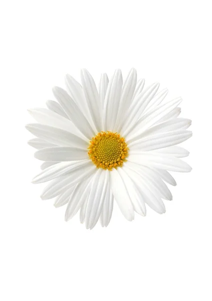 Flore de tournesol blanche sur fond blanc — Photo