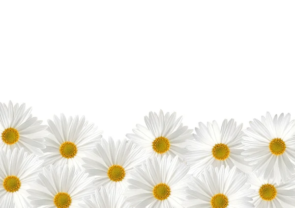 A fehér háttér előtt fehér napraforgó floras — Stock Fotó