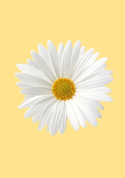 A sárga háttér fehér napraforgó Flóra — Stock Fotó