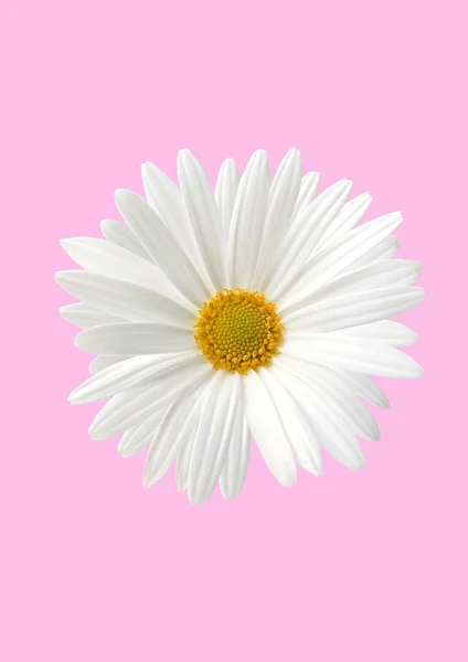 Biały flora słonecznika na fioletowym tle — Zdjęcie stockowe