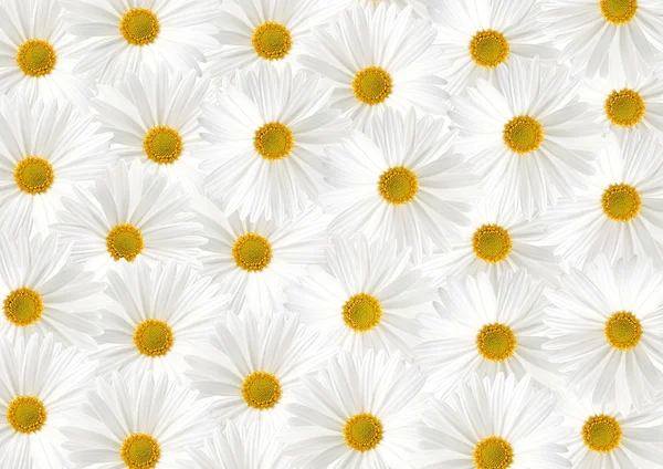 Fehér napraforgó floras anyagmintás háttér — Stock Fotó