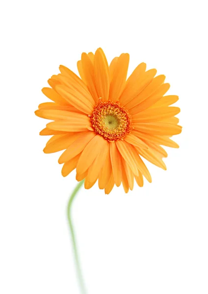 Single orange white sunflower flower on white background — Stock Fotó