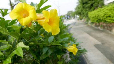 Sarı çiçek ve yeşil bitkiler ön bahçesinde