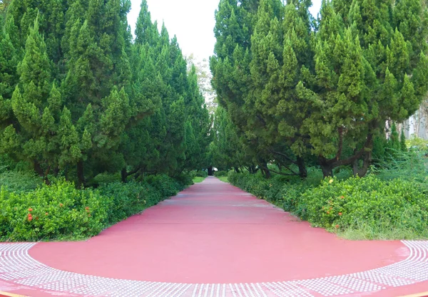 Frescura árvores verdes, plantas e piso vermelho no parque — Fotografia de Stock