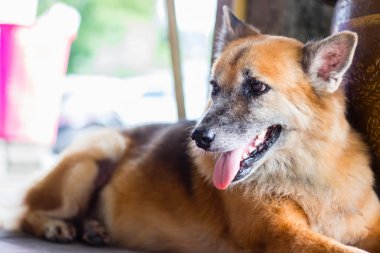 Kahverengi köpek yere yat