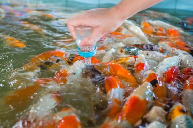 Sazan balık yemek için mücadele