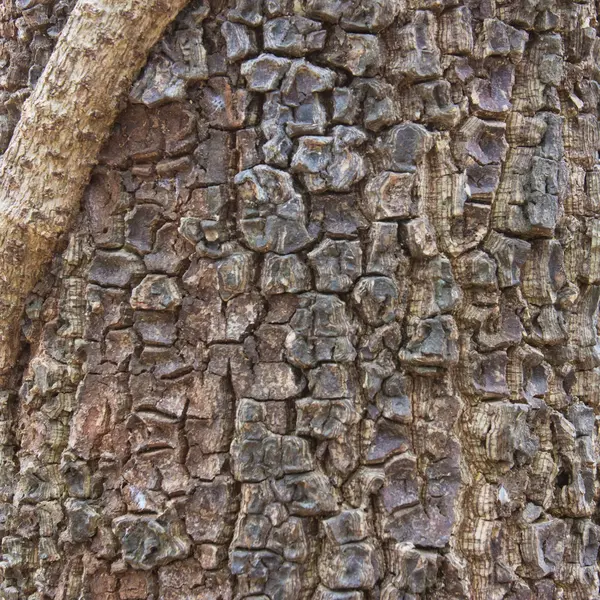 Textura de grieta del árbol — Foto de Stock