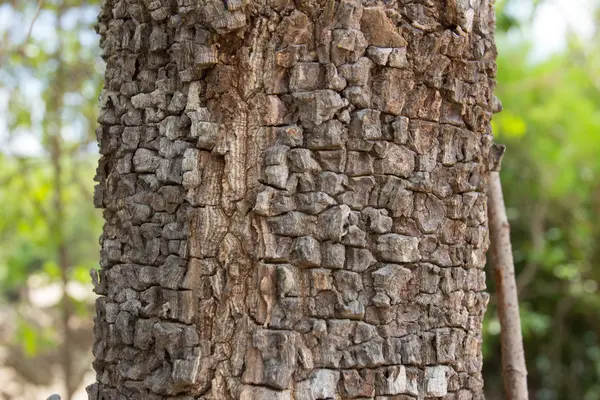 Textura rachadura de árvore — Fotografia de Stock