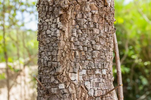 Struttura di fessura di albero — Foto Stock