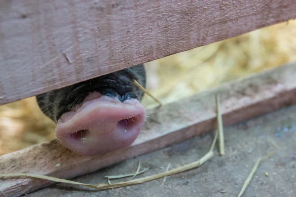 Nariz de cerdo vientre negro en el zoológico — Foto de Stock