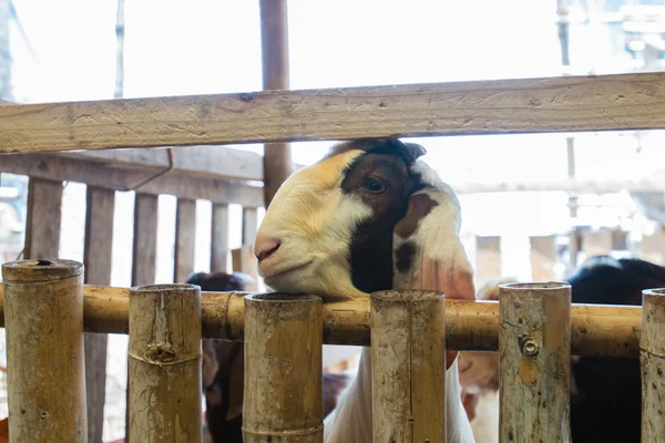 Get på zoo — Stockfoto