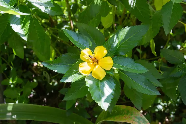 Κίτρινο λουλούδι και μια μέλισσα — Φωτογραφία Αρχείου
