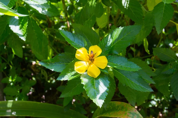 Желтый цветок и пчела — стоковое фото
