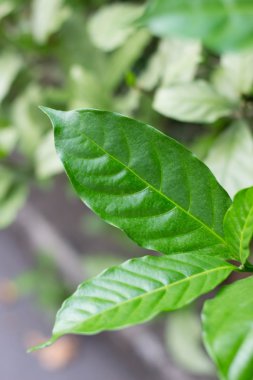 kadar yakın yeşil yapraklar