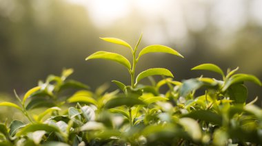 çay plantasyon