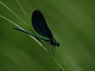 Güzel bayan avını yiyor..