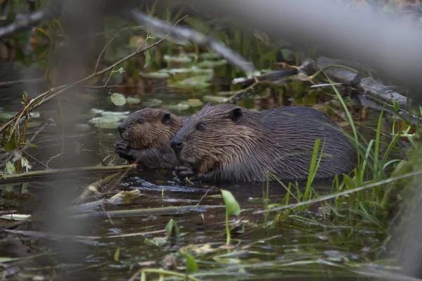 Bever Moeder Met Haar Puppy Mam Laat Zien Hoe Bomen — Stockfoto