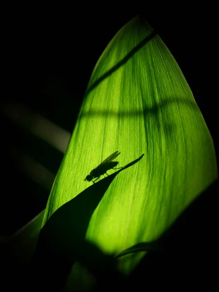 Lys Feuille Vallée Une Mouche Derrière Elle — Photo